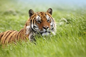 Amazing Siberian Tiger9981815910 300x200 - Amazing Siberian Tiger - Tiger, Siberian, Leopard, Amazing
